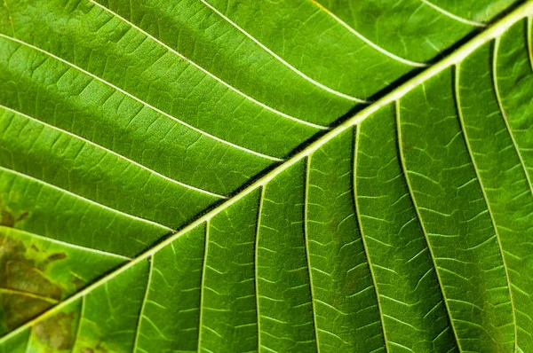 Fondo de hoja verde exuberante — Foto de Stock