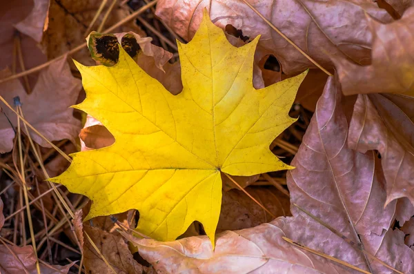 Pozadí podzimu žluté listy — Stock fotografie