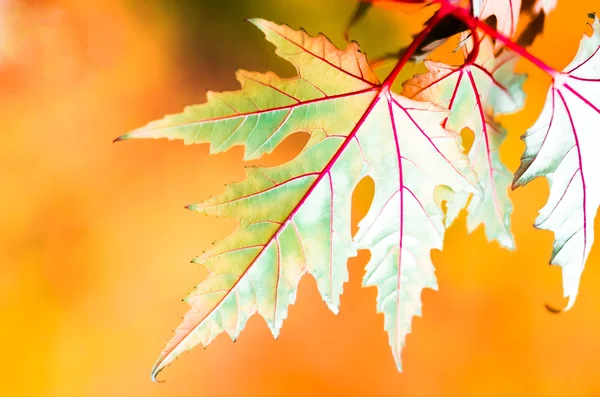 Schönes gelb-rot-grünes Blatt im Herbst — Stockfoto