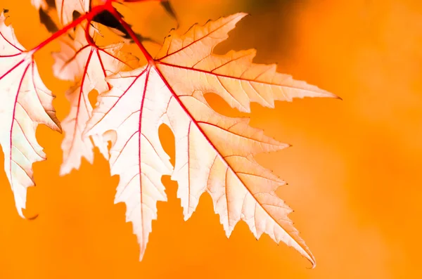 Красивый желтый красный зеленый лист осенью — стоковое фото