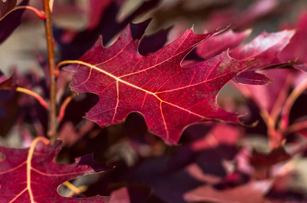 Krásné Barevné Červené Listí Lese Pozadí — Stock fotografie