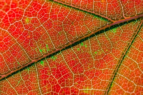 Grönskande röda gröna löv bakgrund — Stockfoto