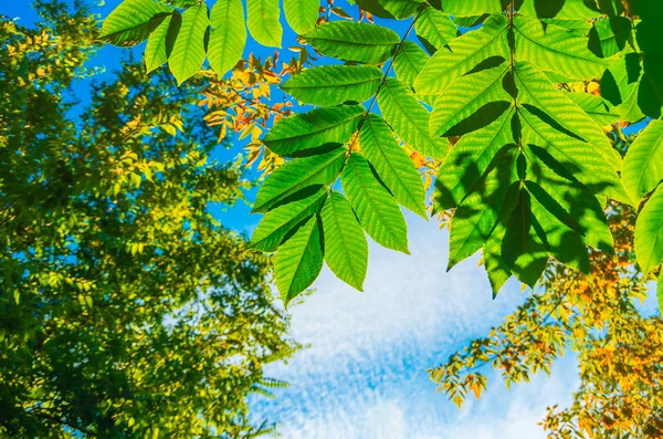 Hermosas hojas verdes en el fondo de otoño — Foto de Stock