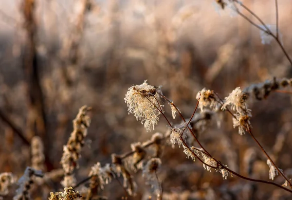 Roseaux d'herbe dans le marais tôt le matin automne — Photo