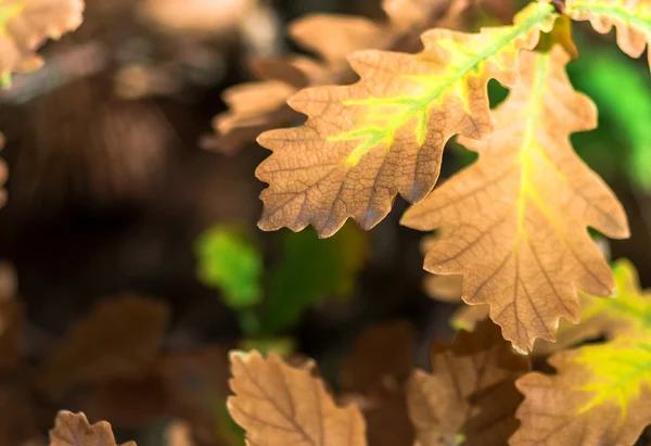 Herbst gelb Blätter Eiche Hintergrund — Stockfoto