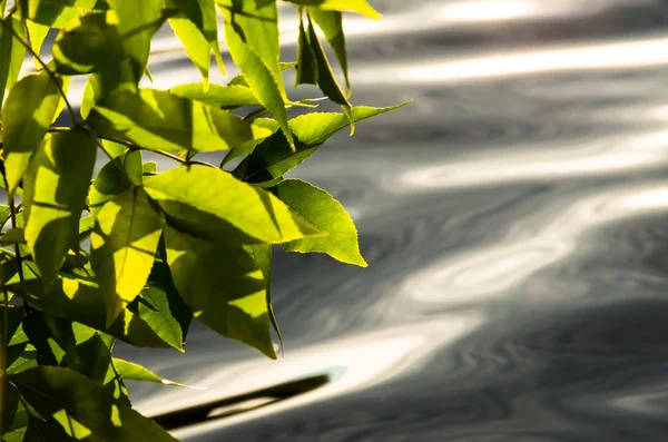 Schöne grün-gelbe Blätter im Herbst — Stockfoto