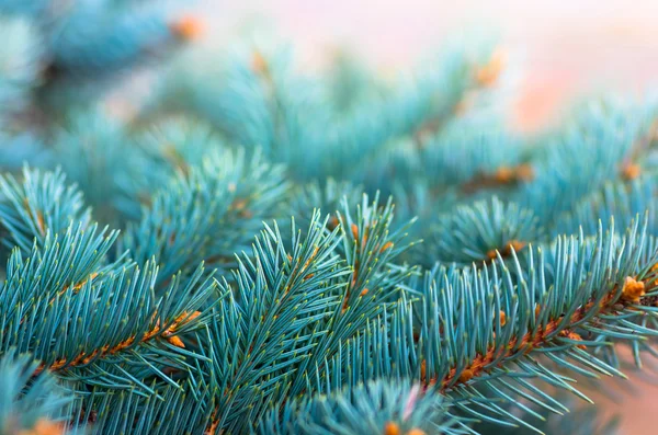 Beautiful fir branches — Stock Photo, Image