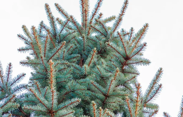 Beautiful fir branches — Stock Photo, Image