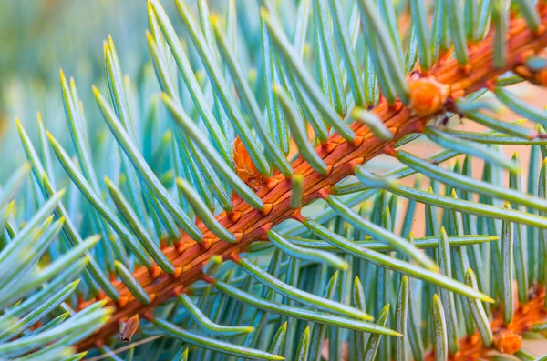 Красиві fir гілок — стокове фото