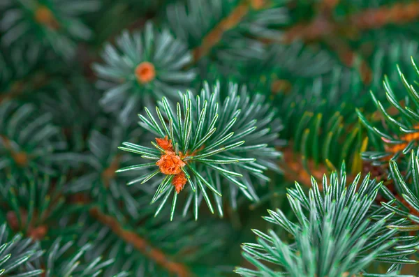 Beautiful fir branches — Stock Photo, Image