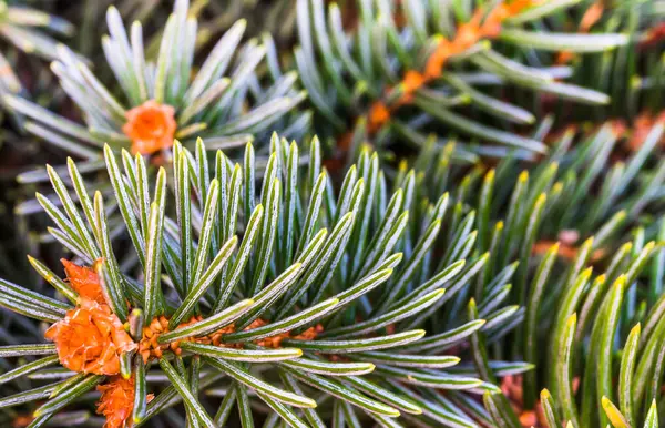 Beautiful fir branches — Stock Photo, Image