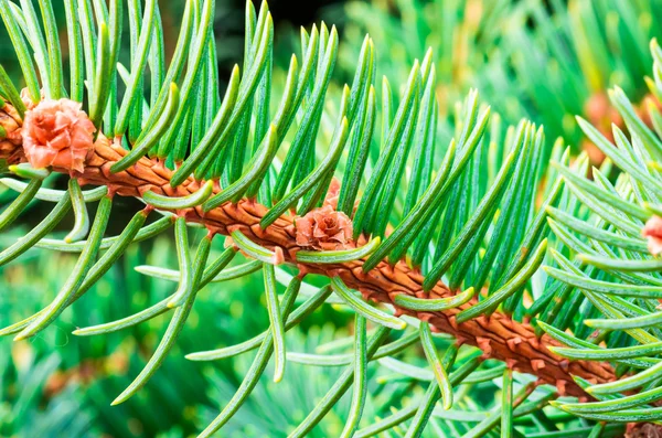 Красиві fir гілок — стокове фото