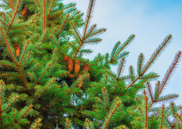 Beautiful fir branches — Stock Photo, Image