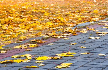 zemin arka planda sonbahar sarı akçaağaç yaprakları