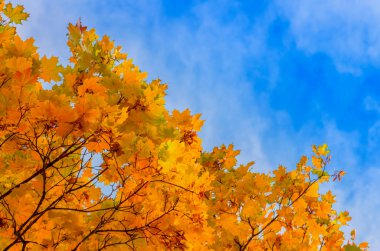 sarı akçaağaç ağaç arka plan üzerinde bırakır sonbahar