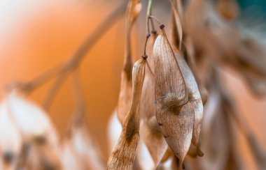 Güzel sonbahar hava arka planda bir ağacın kuru tohumları