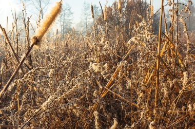ne zaman ilk Don sonbaharda erken sabah bataklık sazlık