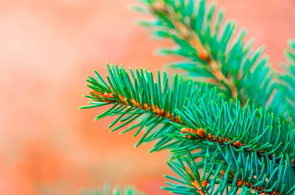 Beautiful fir branches — Stock Photo, Image