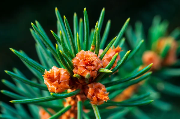 Beautiful fir branches — Stock Photo, Image