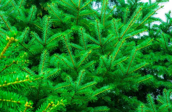 Beautiful fir branches — Stock Photo, Image