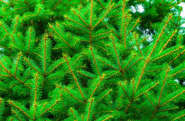 Beautiful fir branches — Stock Photo, Image