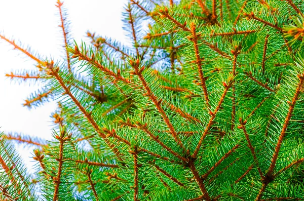 Beautiful fir branches — Stock Photo, Image