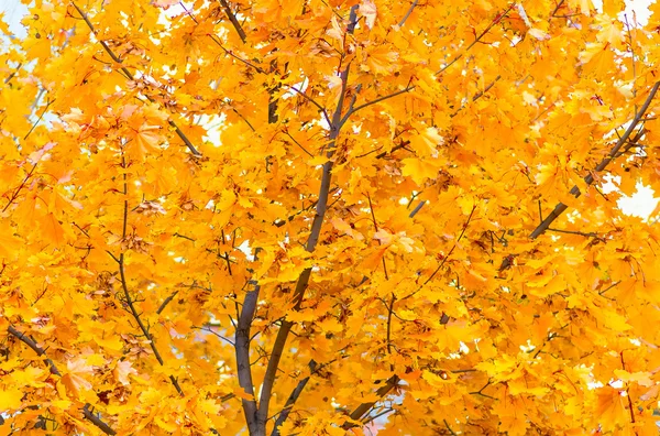 Żółty Mianuję Tle Drzewa — Zdjęcie stockowe