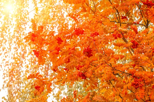 Vogelbeerblätter Einem Sonnigen Tag Herbst — Stockfoto