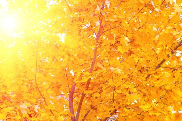 Feuilles Érable Jaune Automne Sur Fond Arbre — Photo