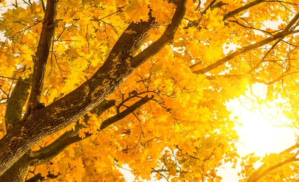 Herbst Gelbe Ahornblätter Auf Dem Baumhintergrund — Stockfoto