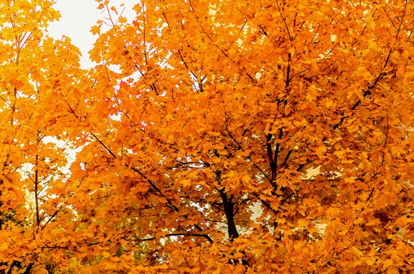 Outono Folhas Bordo Amarelo Fundo Árvore — Fotografia de Stock