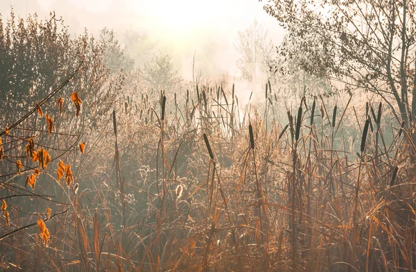 Schilf Sumpf Frühen Morgen Wenn Der Erste Frost Herbst — Stockfoto