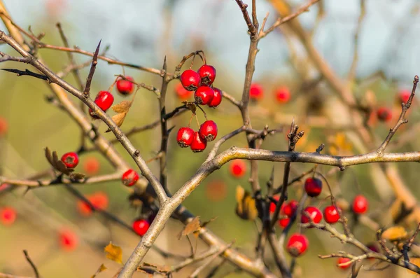 自然秋の季節の背景に赤のサンザシの果実 — ストック写真