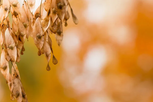 Las Semillas Secas Del Árbol Fondo Hermoso Otoñal — Foto de Stock