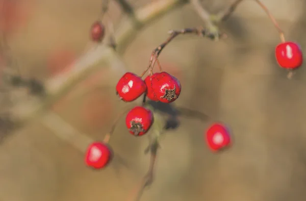 Röd Hagtornsbär Naturen Hösten Säsongsbetonade Bakgrund — Stockfoto