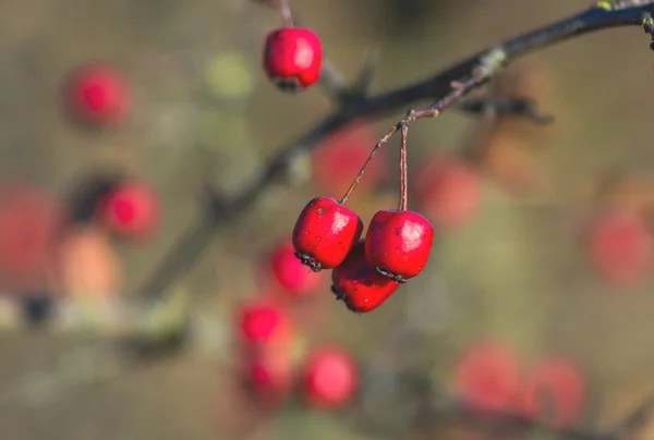 Hawthorn Rode Bessen Natuur Herfst Seizoensgebonden Achtergrond — Stockfoto
