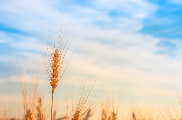 Pšeničné Pole Čerstvá Pšenice — Stock fotografie