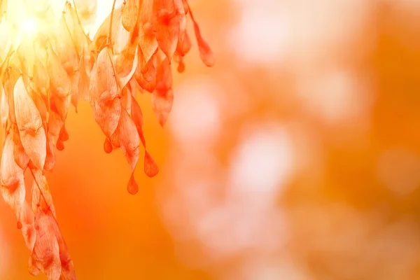 Trockene Samen Eines Baumes Bei Schönem Herbstwetter — Stockfoto