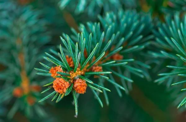 Belle Branche Épinette Bleue Fond Vert Fermer — Photo