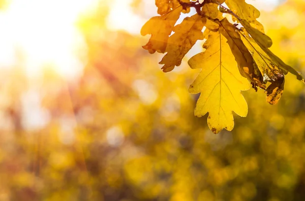 Feuilles Chêne Jaune Automne Par Une Belle Journée Ensoleillée — Photo