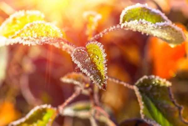 Yeşil Yaprakları Sarı Sonbahar Günü Ile Dondurulmuş Filiz Telifsiz Stok Imajlar