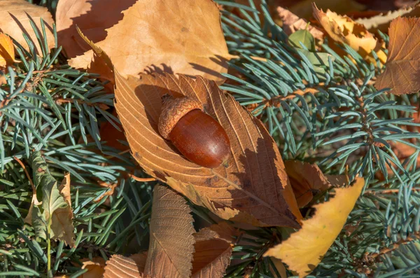 Acorn on yellow leaves — Stock Photo, Image