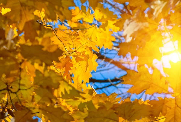 Feuilles d'érable jaunes — Photo