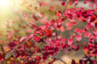 Sonbaharda kırmızı yapraklar