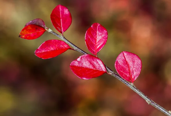 Röda löv på hösten — Stockfoto