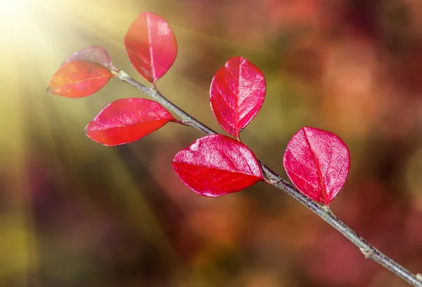 Röda löv på hösten — Stockfoto