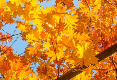 Güneşli bir günde mavi gökyüzüne karşı bir ağaçta yaprak