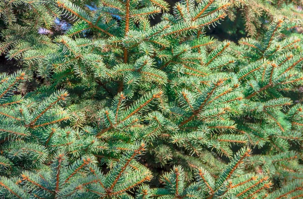 Beautiful fir branches — Stock Photo, Image