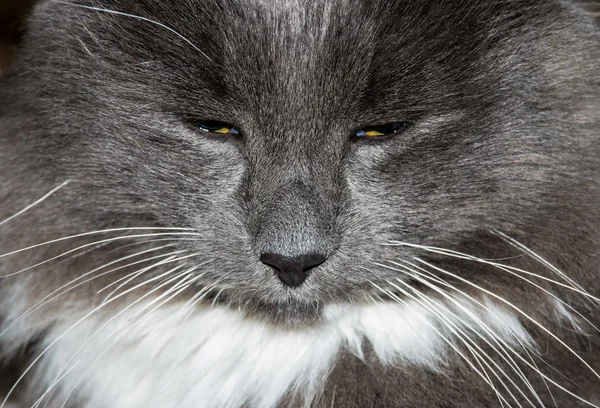 Nosen Grå Stor Katt Nära Fluffiga Bakgrund — Stockfoto