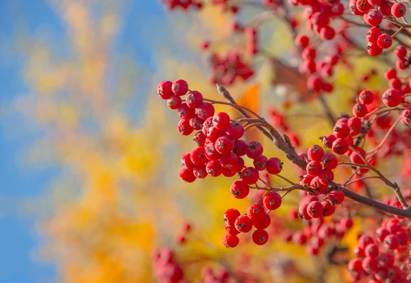 Frutos Rowan Maduros Árvore Com Fundo Céu Azul Sorbus Aucuparia — Fotografia de Stock